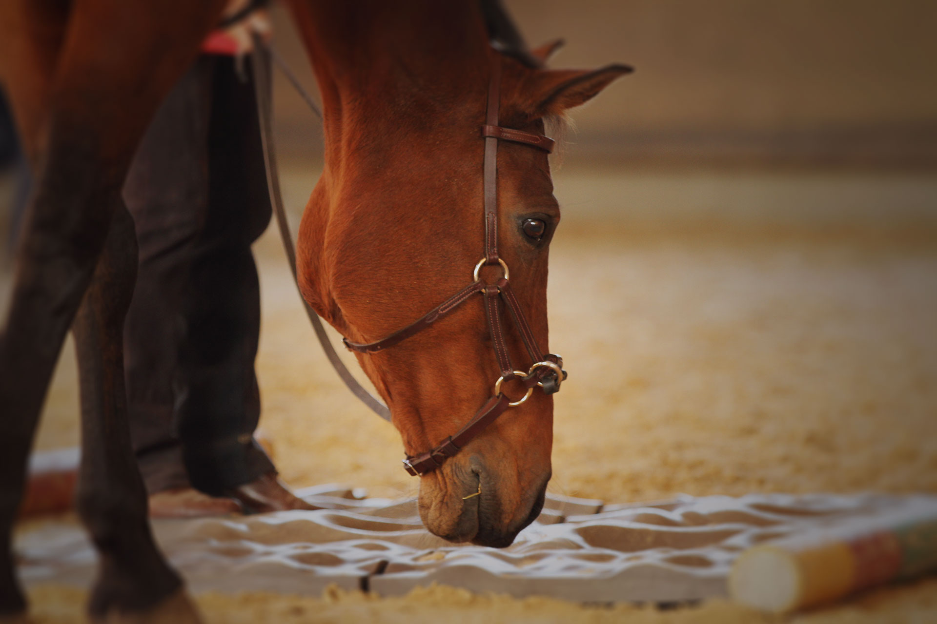 Sensomotorisches Training im Reitsport